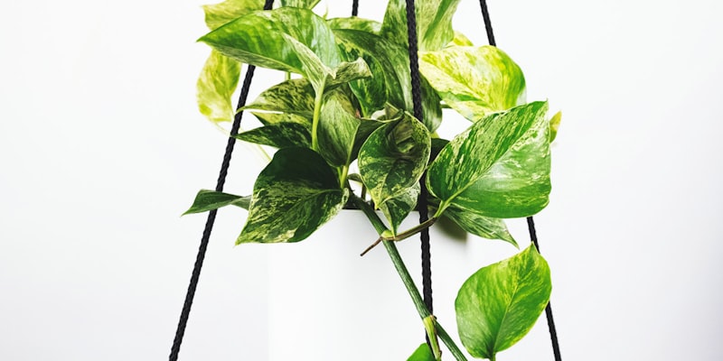 欧冠联赛半决赛抽签仪式现场照片